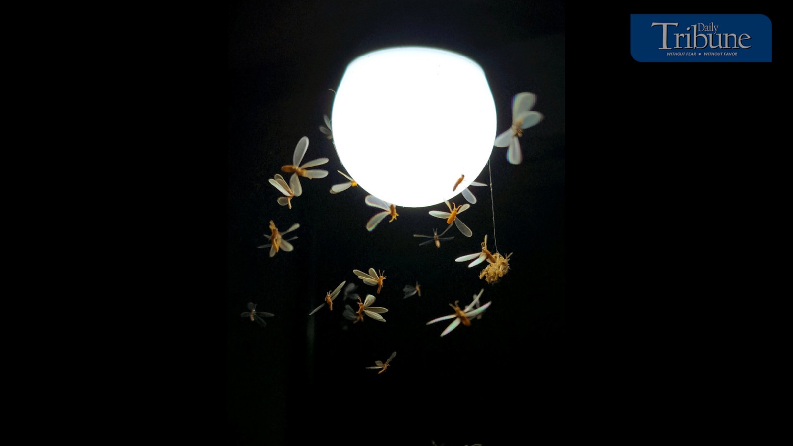 Gamo-gamo's mating dance