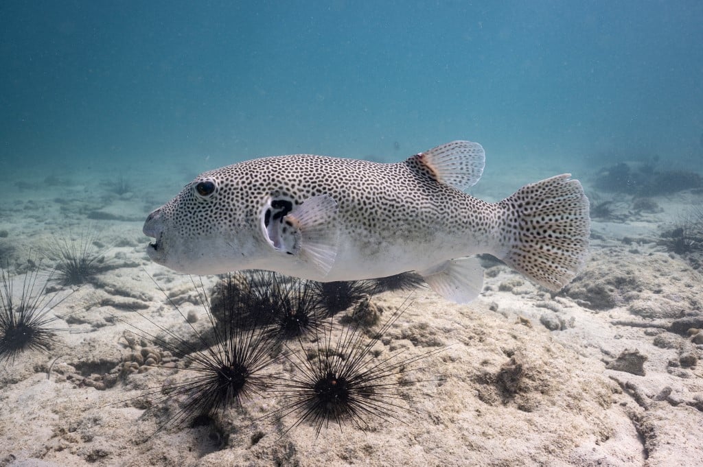 4 dead, 1 critical in Palawan after consuming pufferfish
