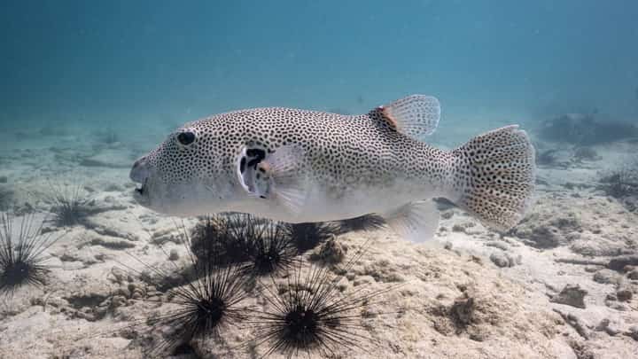 (Files) Pufferfish