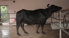 DA-PCC 'buffalo' sets lactation record