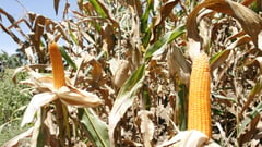 DA chief forms teams to boost local food production