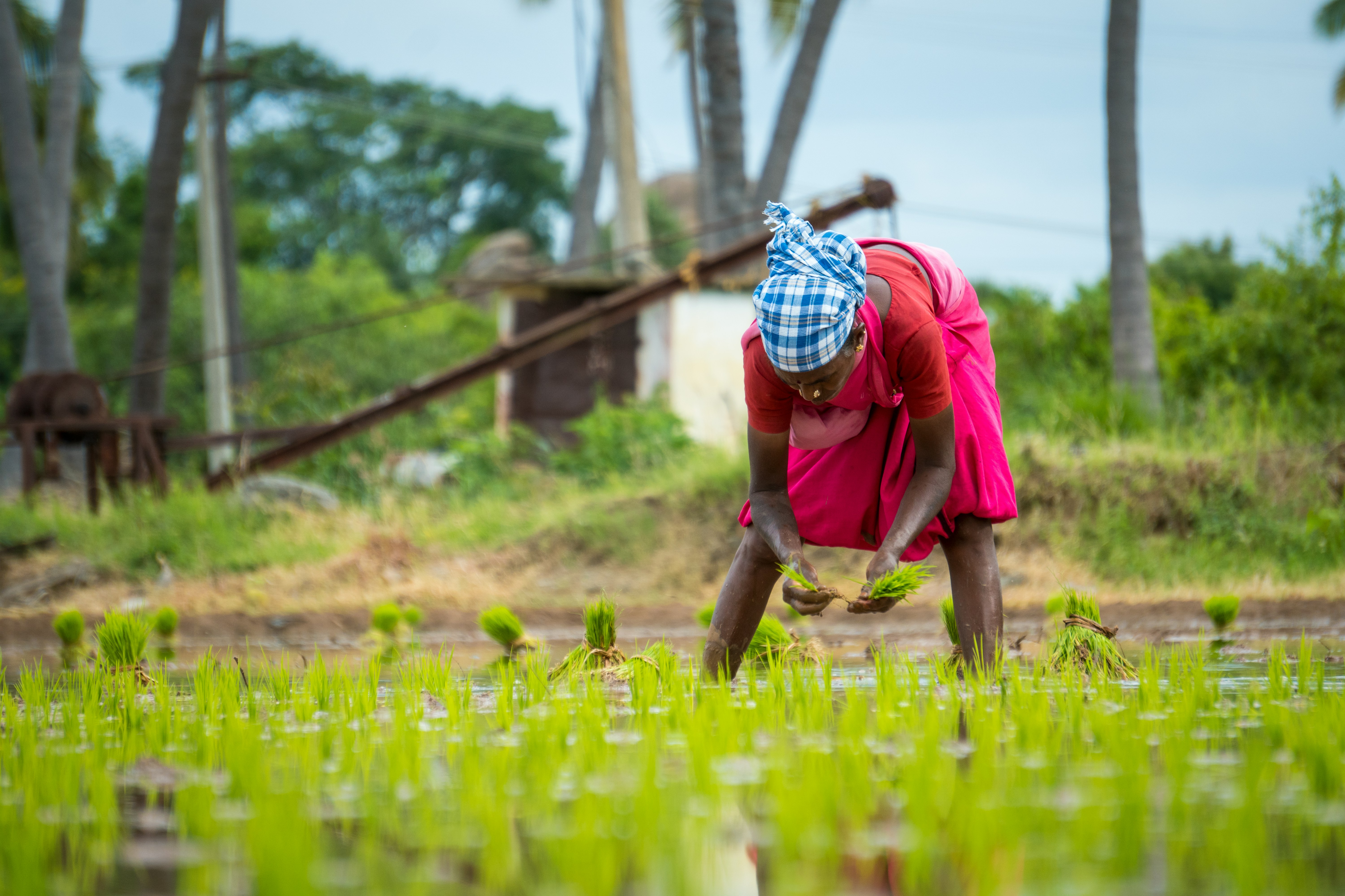 Time to recognize women’s critical role in agriculture (1)