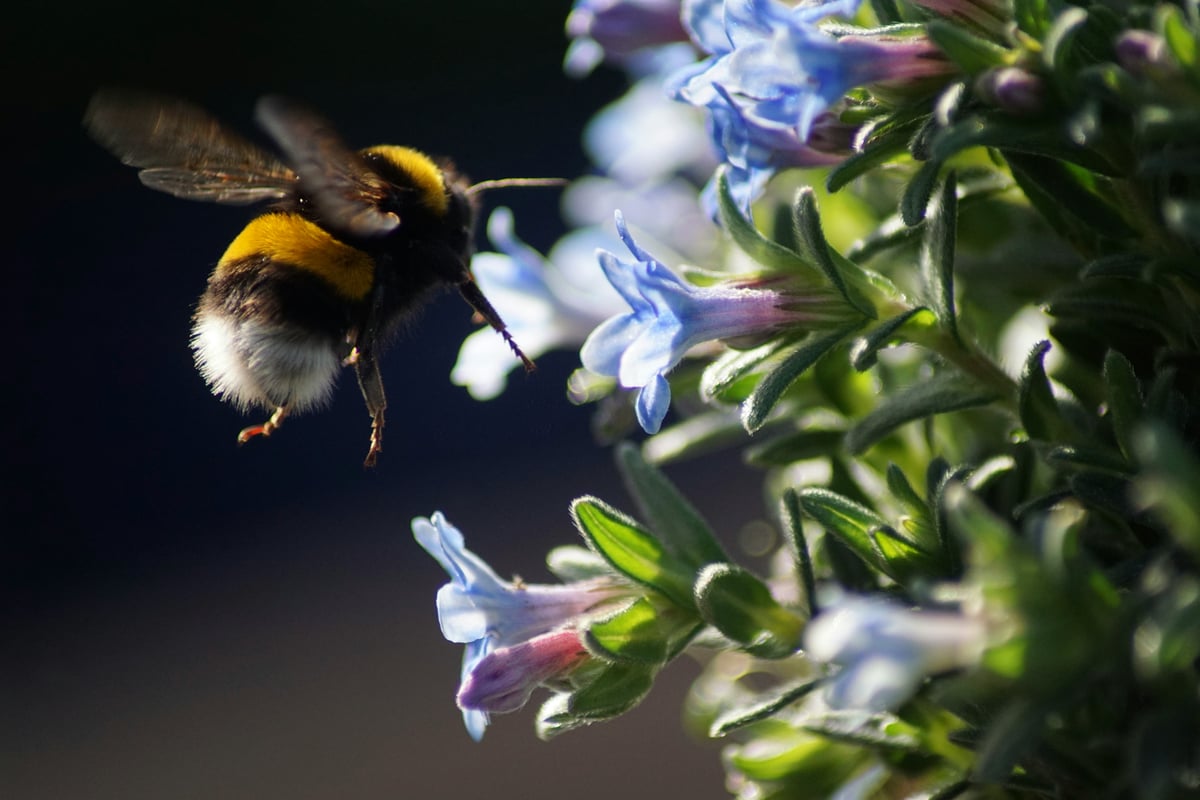 Not just humans: Bees and chimps can also pass on their skills