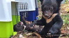 16 bear cubs rescued from home in Laos