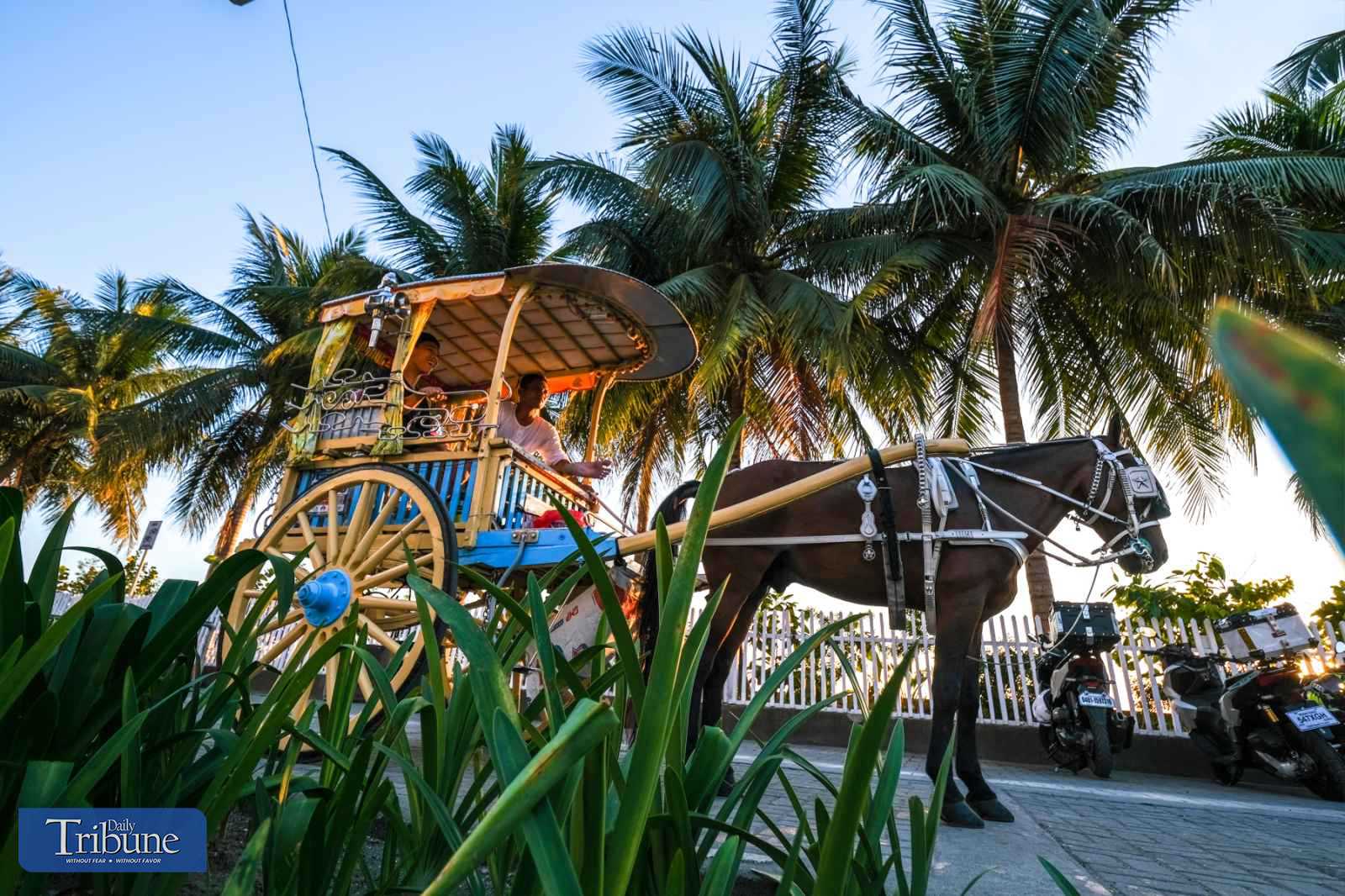 Manila horse wears shades
