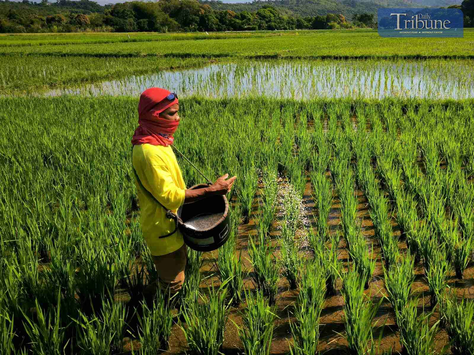Morong farm flourishes amidst El Niño