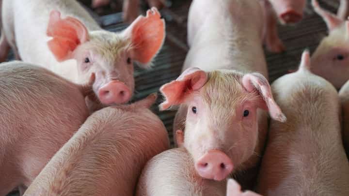 (FILES) The African swine fever is a highly contagious viral disease that affects pigs, with a high mortality rate.