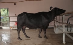DA: Crossbred buffalo hits peak milk yield
