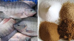 Tilapia, sugar prices dip