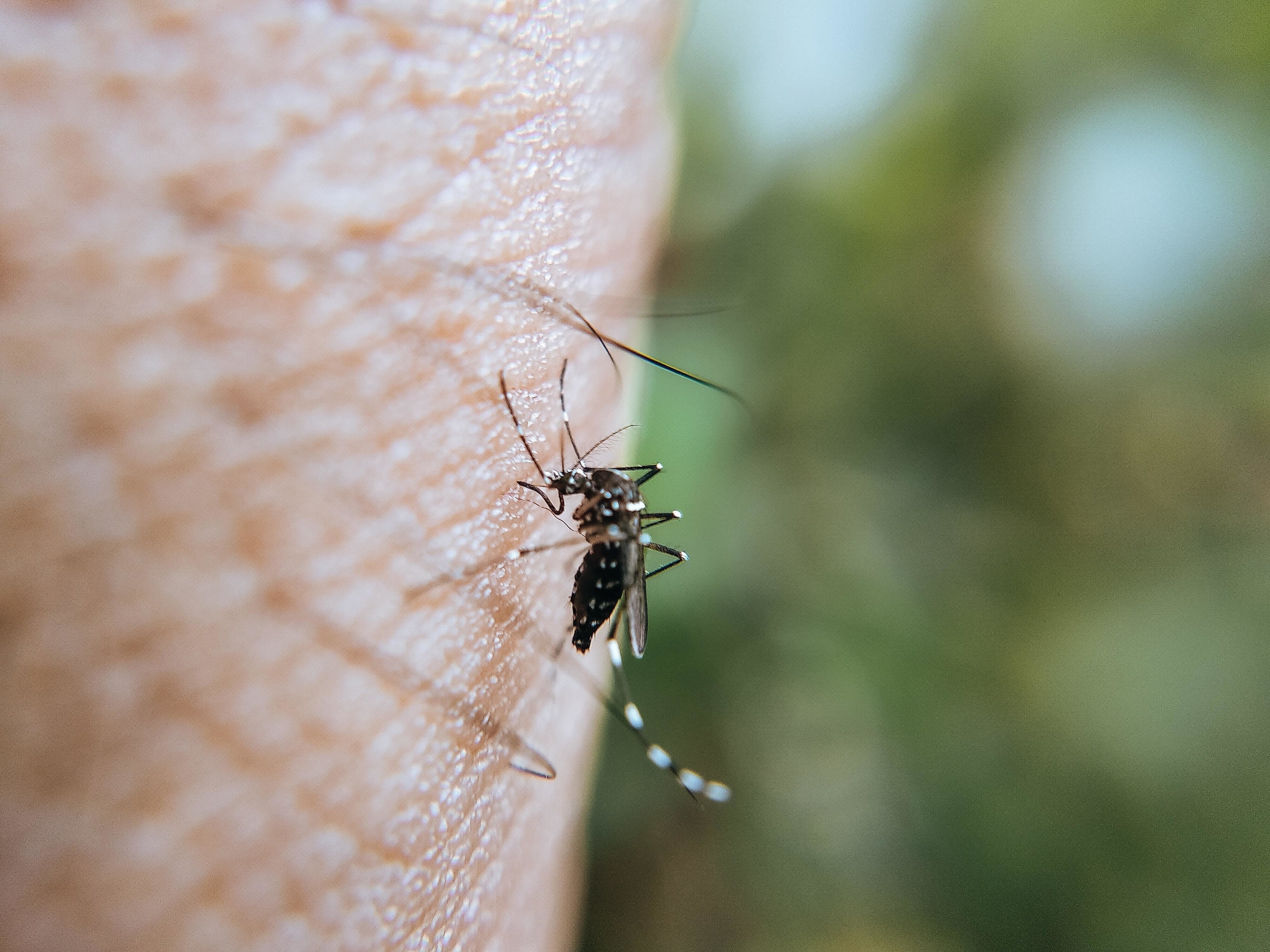 
DoH: Dengue cases increasing this year