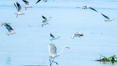 Sultan Kudarat now bird flu free — DA chief