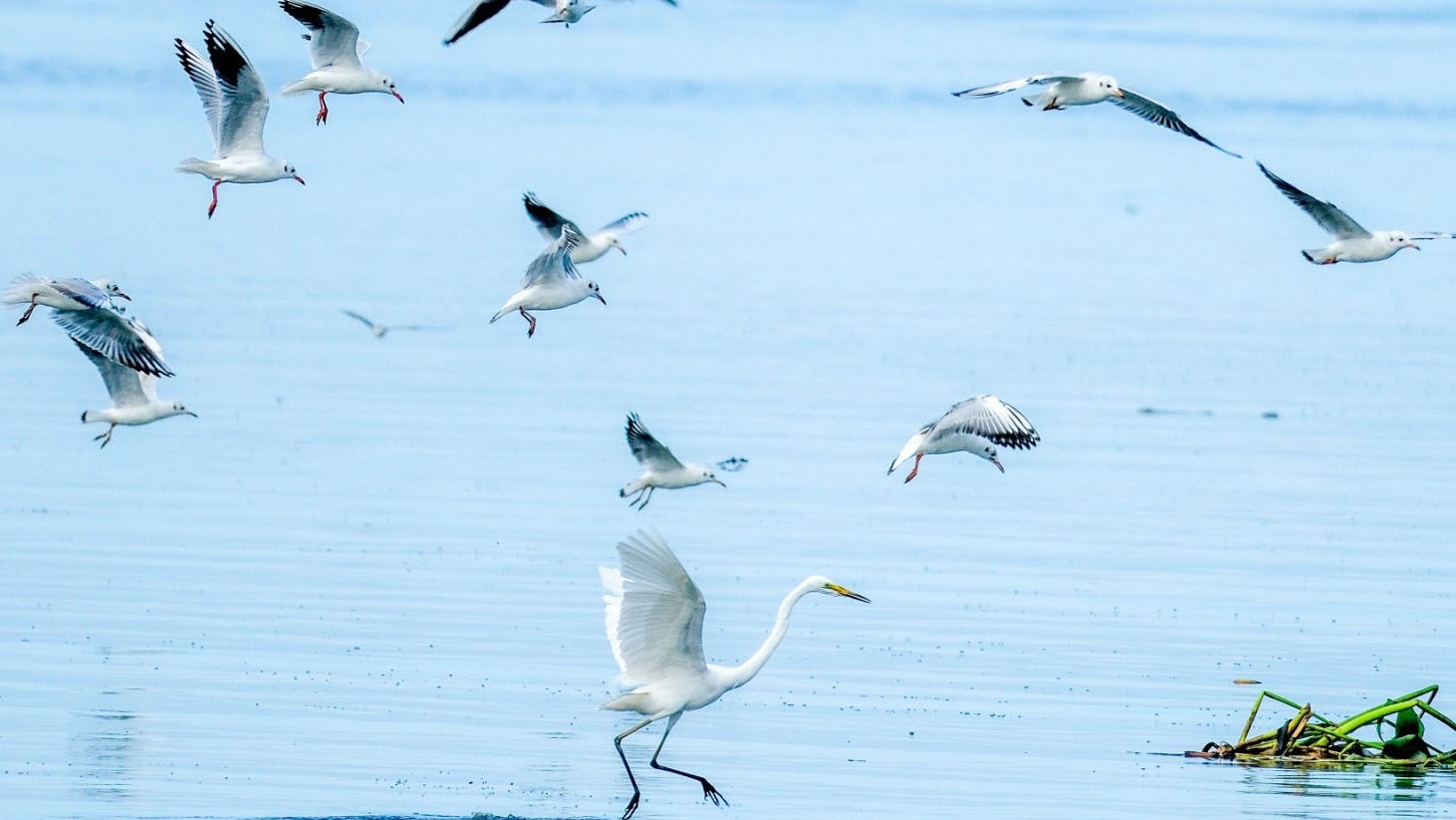 Sultan Kudarat now bird flu free — DA chief