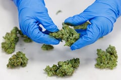 Las Piñas police seize 3kg Marijuana, arrest suspect