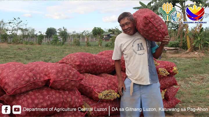 DA rolls out aid to Central Luzon farmers amid armyworm infestation