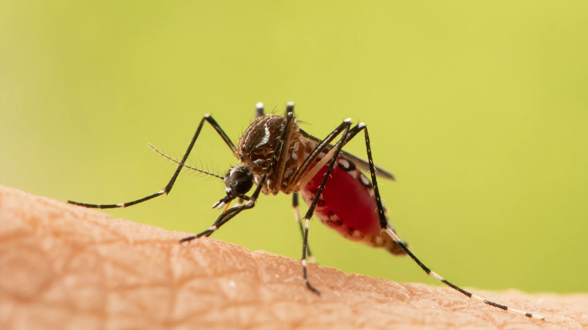 Piso bawat lamok, kontra dengue sa Mandaluyong