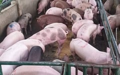 DA chief: ‘No need to declare state of calamity’ amid ASF outbreak