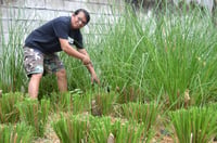 Farmer plants grass to fight soil erosion