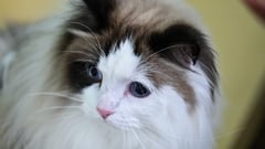 Amazon Purr-rime: Cat accidentally shipped to online retailer