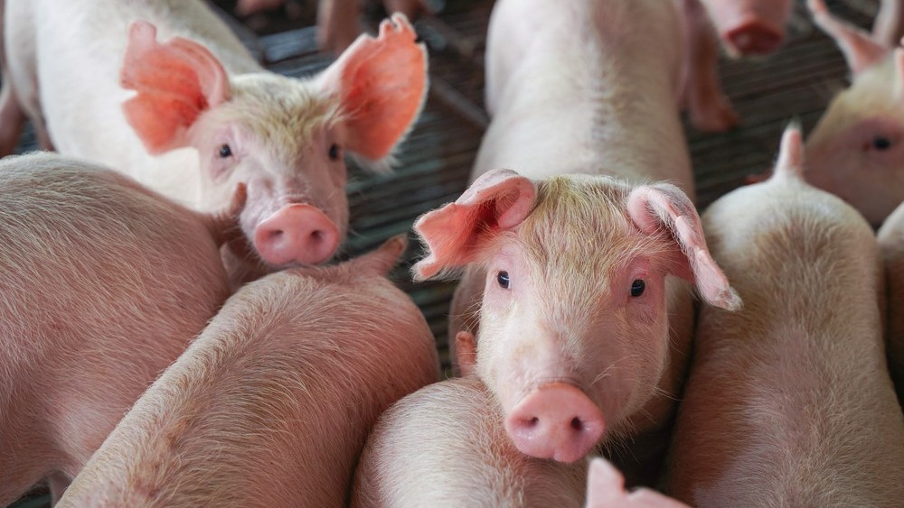 Hogs seized in QC anew due to fake permits
