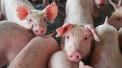 FDA okays first vaccine vs ASF