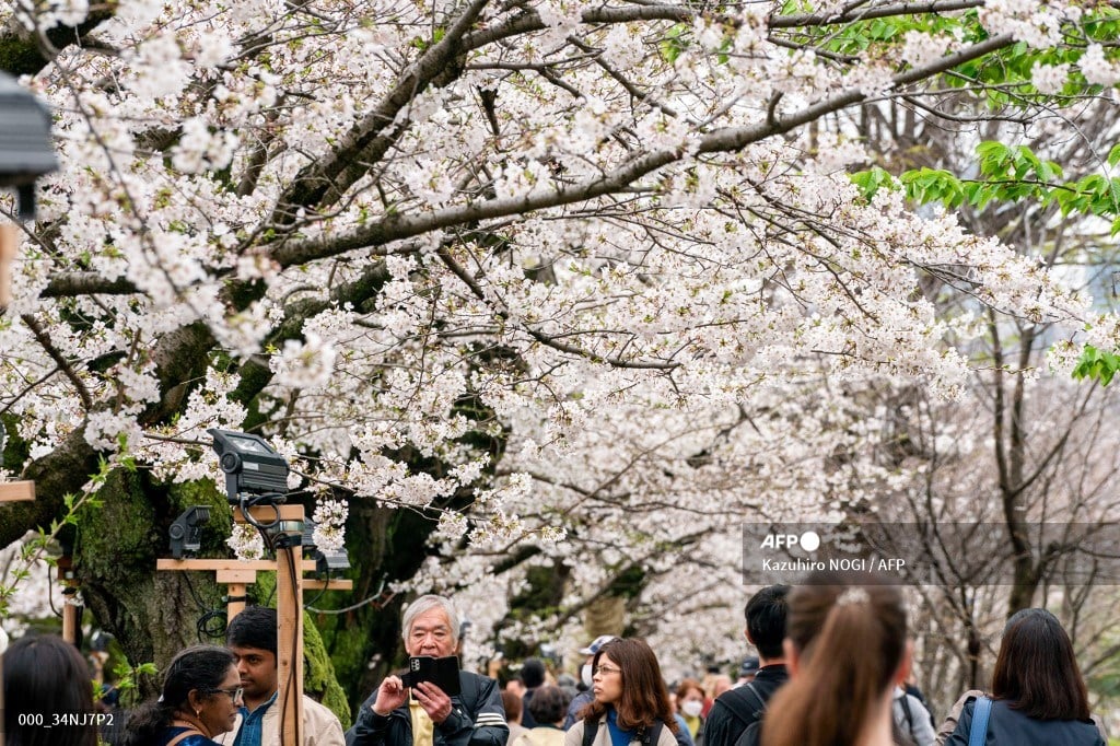 Tokyo crowds revel as cherry blossoms reach full bloom