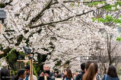 Tokyo crowds revel as cherry blossoms reach full bloom