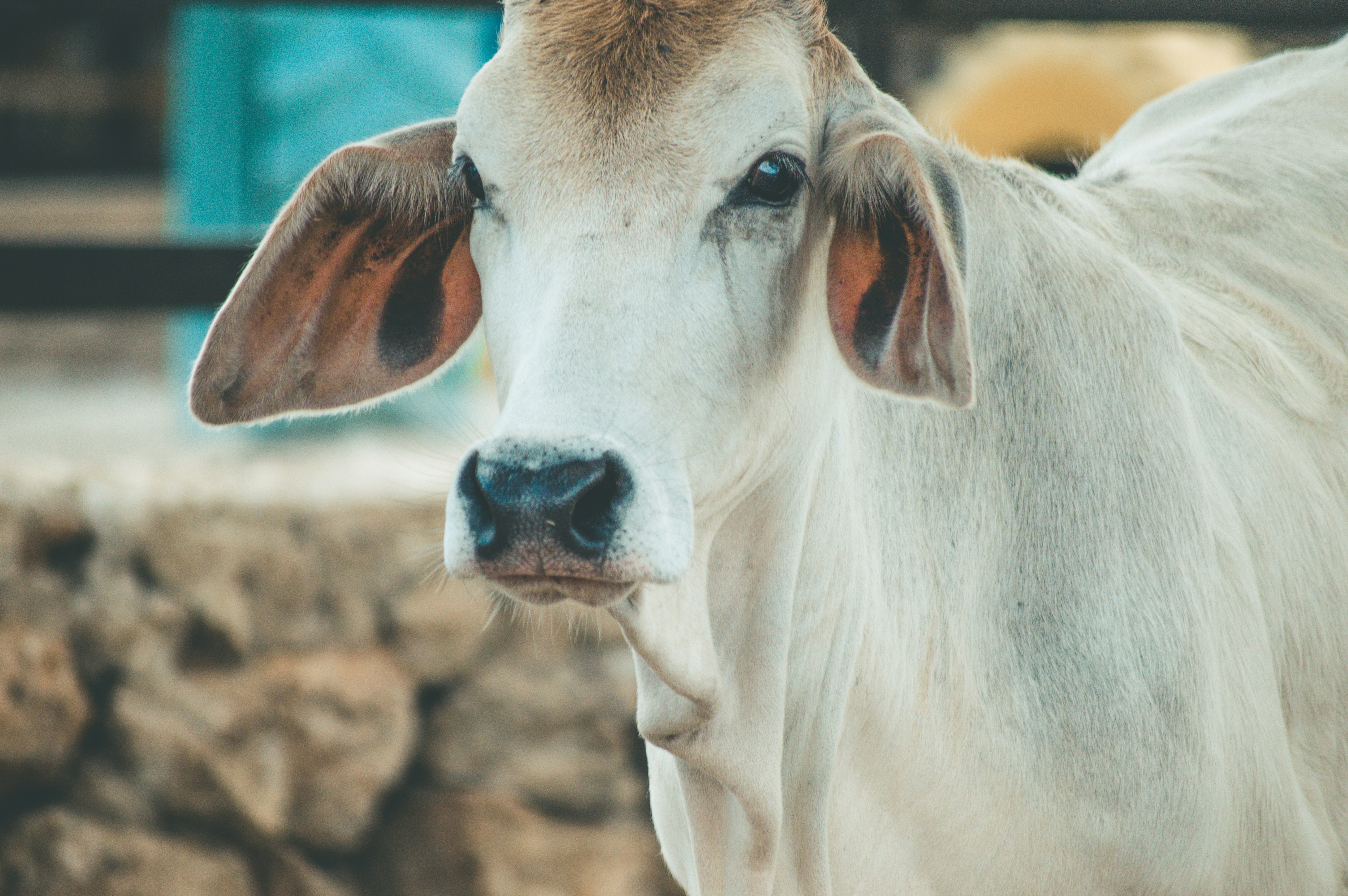 DA urges vaccination of pets in Marinduque after cattle rabies infection