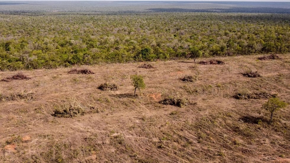 H&M, Zara linked to Brazil deforestation