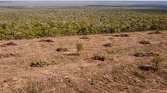 H&M, Zara linked to Brazil deforestation