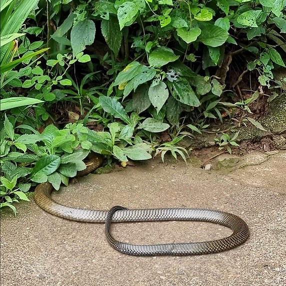 Burrowed snakes emerge amid extreme heat
