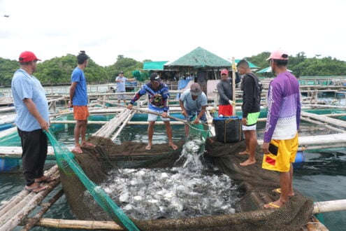 Stable fish supply soon