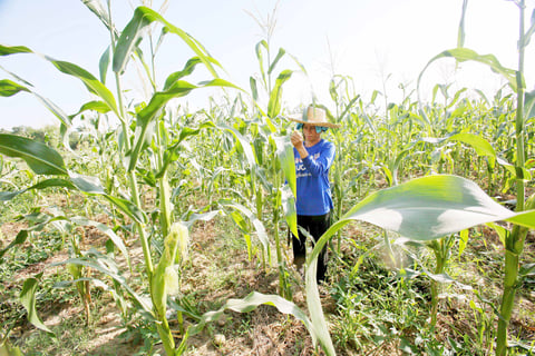 Farmers seek fertilizer subsidy amid rising costs
