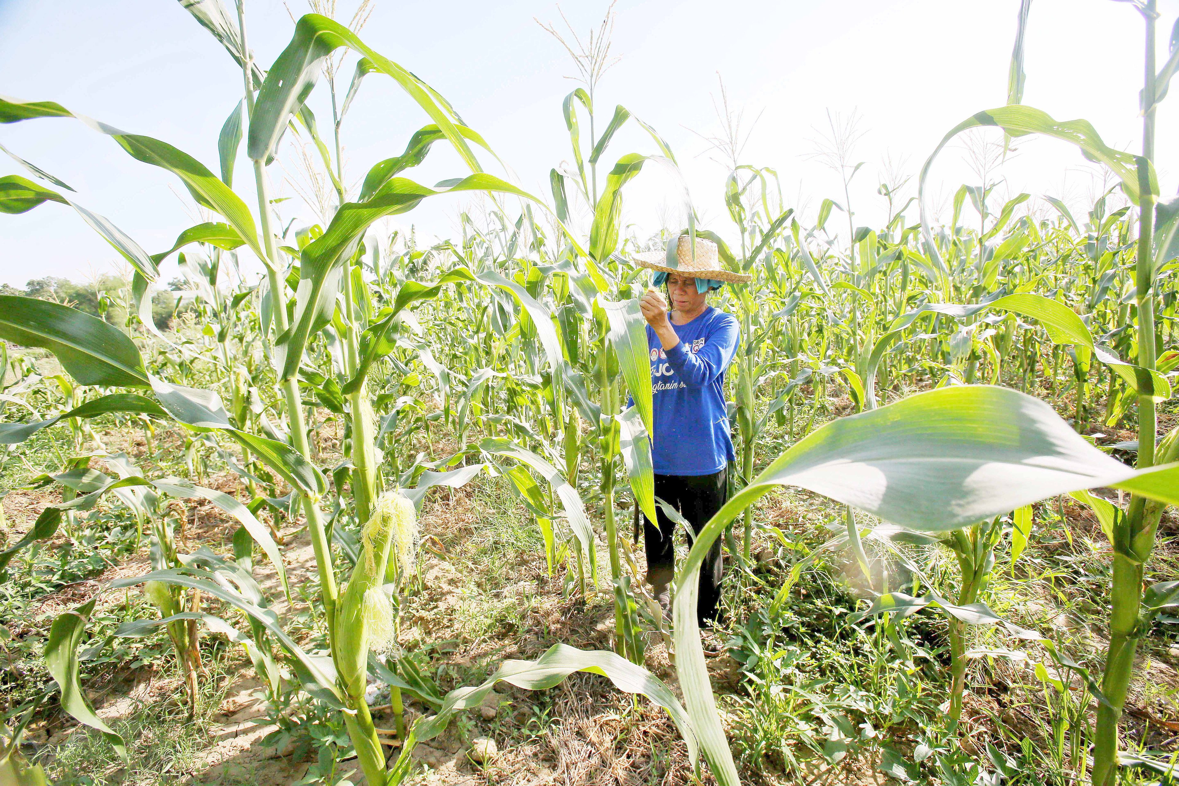 Farmers decry delayed fertilizer subsidies