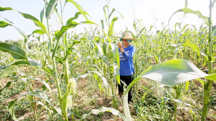 Extreme heat directly impacts farmers and fisherfolk with broader socio-economic implications.