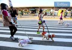 PET LOVERS UNITE!