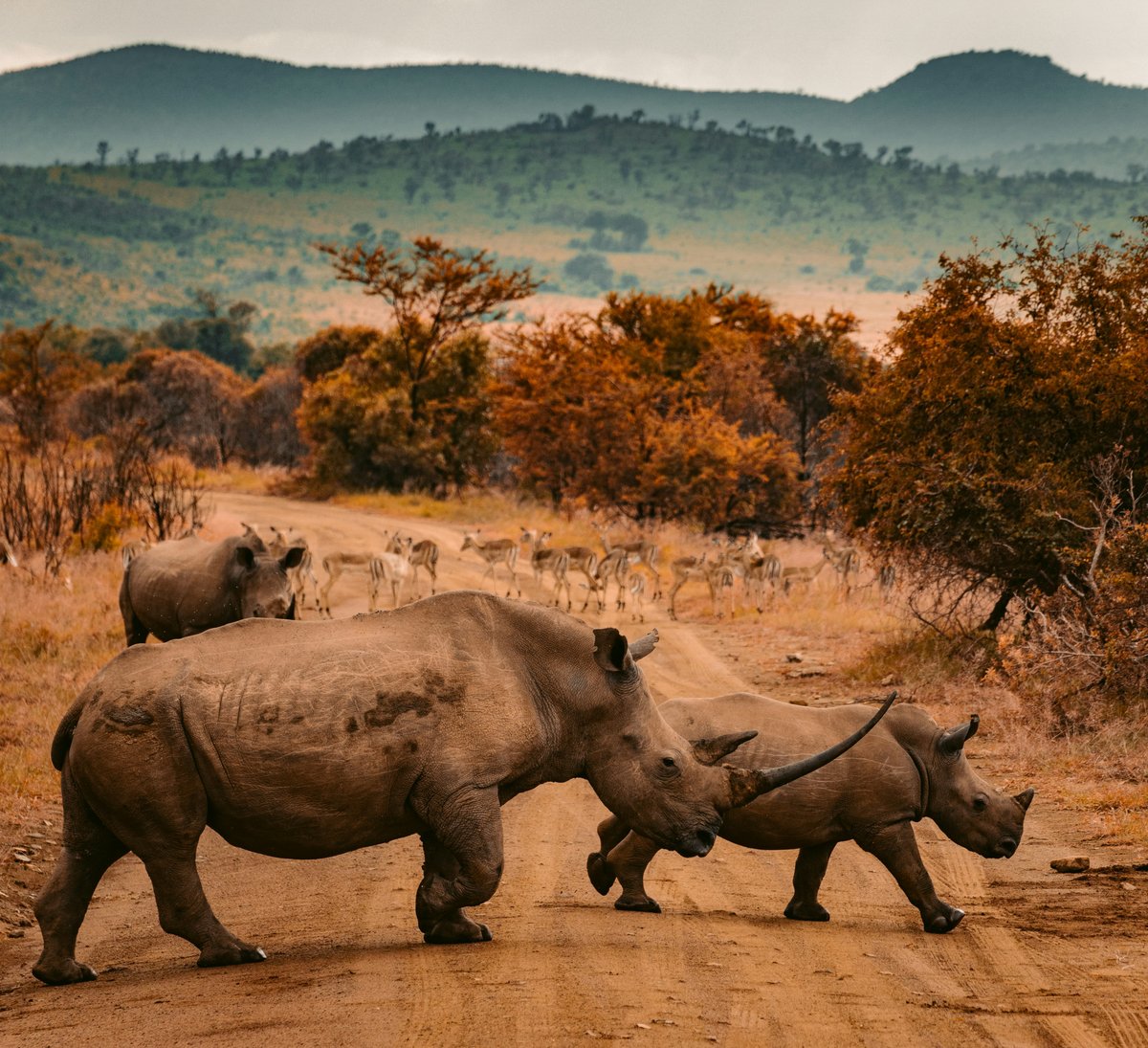AFRICAN Rhinoceros.