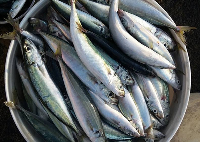 Galunggong closed fishing season begins