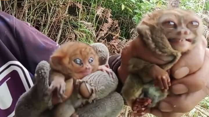 Vloggers na viral dahil sa tarsier iniimbestigahan
