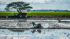 Pagtatanim ng ‘gintong palay’ pinatigil