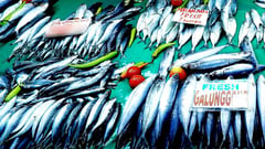 DA chief assures no shortage in mackerel canned goods amid import ban