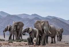Botswana offers Germany 20,000 elephants as gift