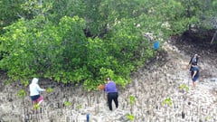 Mangrove initiative vs typhoons launched