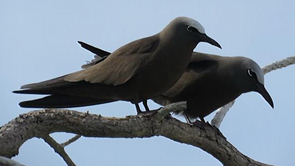 Preservation of Lawak Island as bird paradise urged