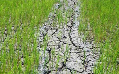 Agri damage due to El Niño rises to P5.9B