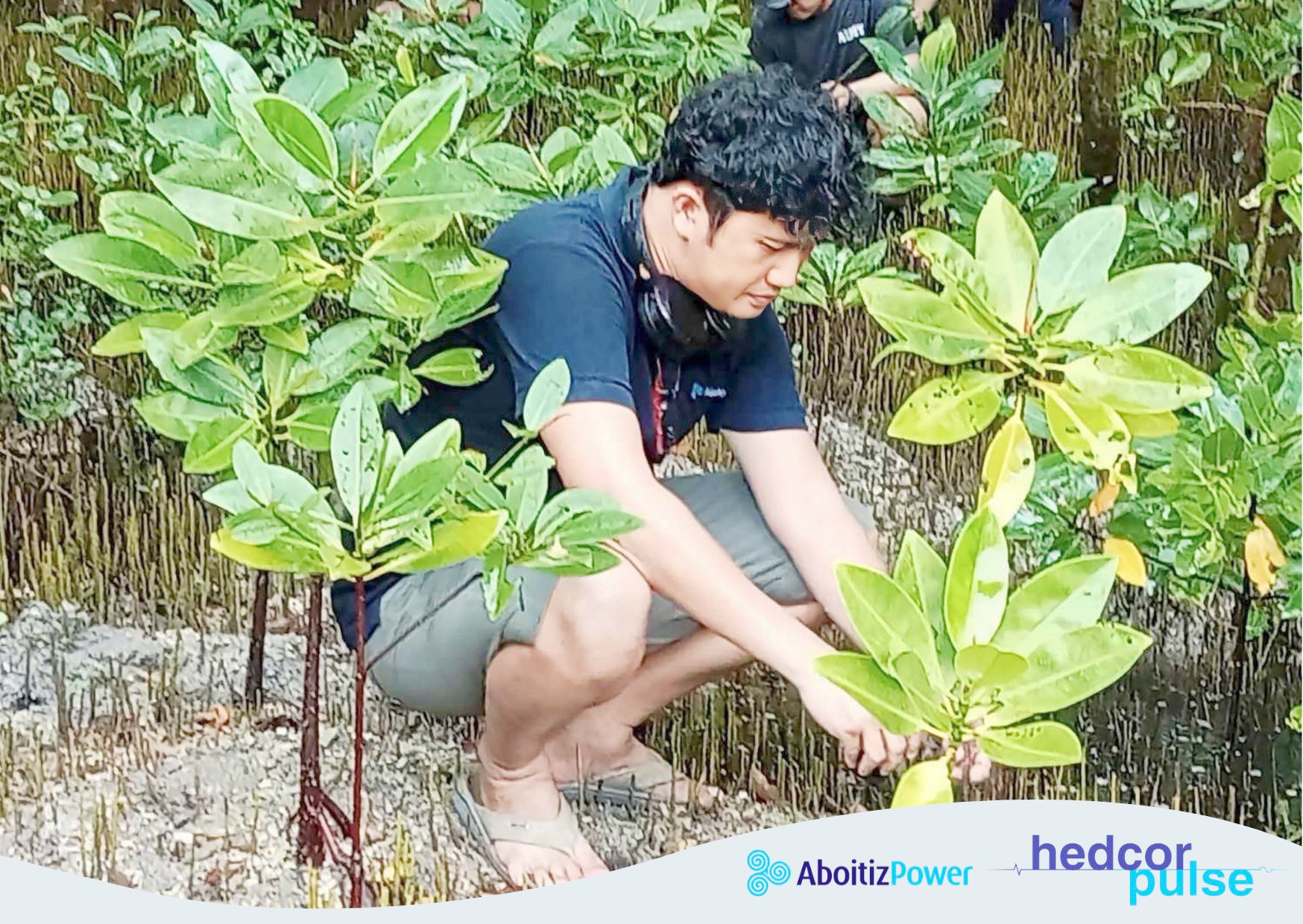Sowing the seeds of fruit trees and mangroves