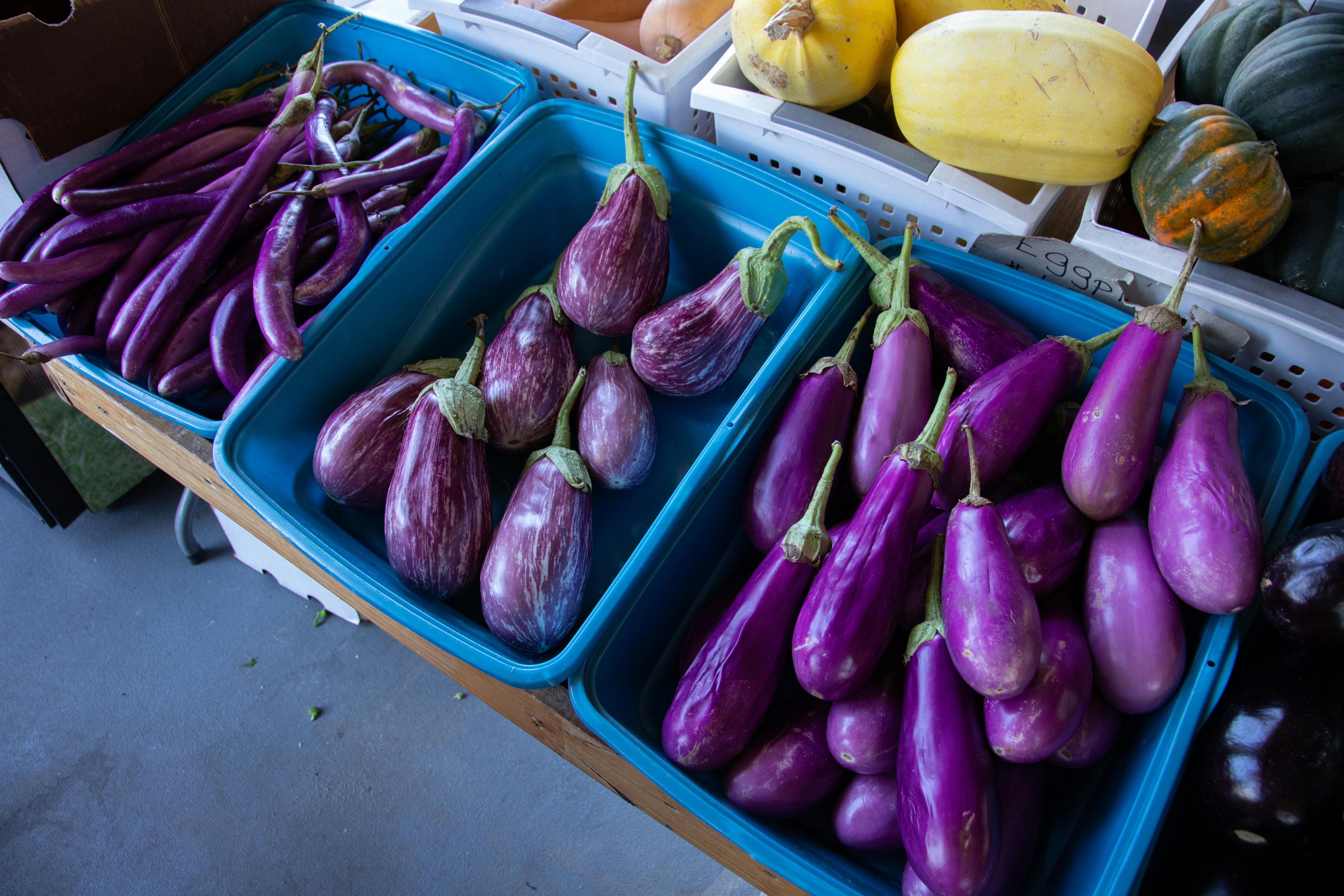 UPLB respects CA verdict on modified eggplant production

