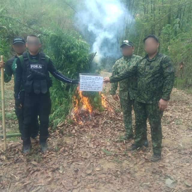 POLICE and PDEA personnel burn the marijuana they uprooted worth P9.3-M