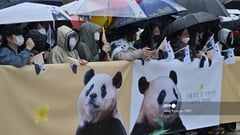 SoKor fans bid farewell to internet-famous panda Fu Bao