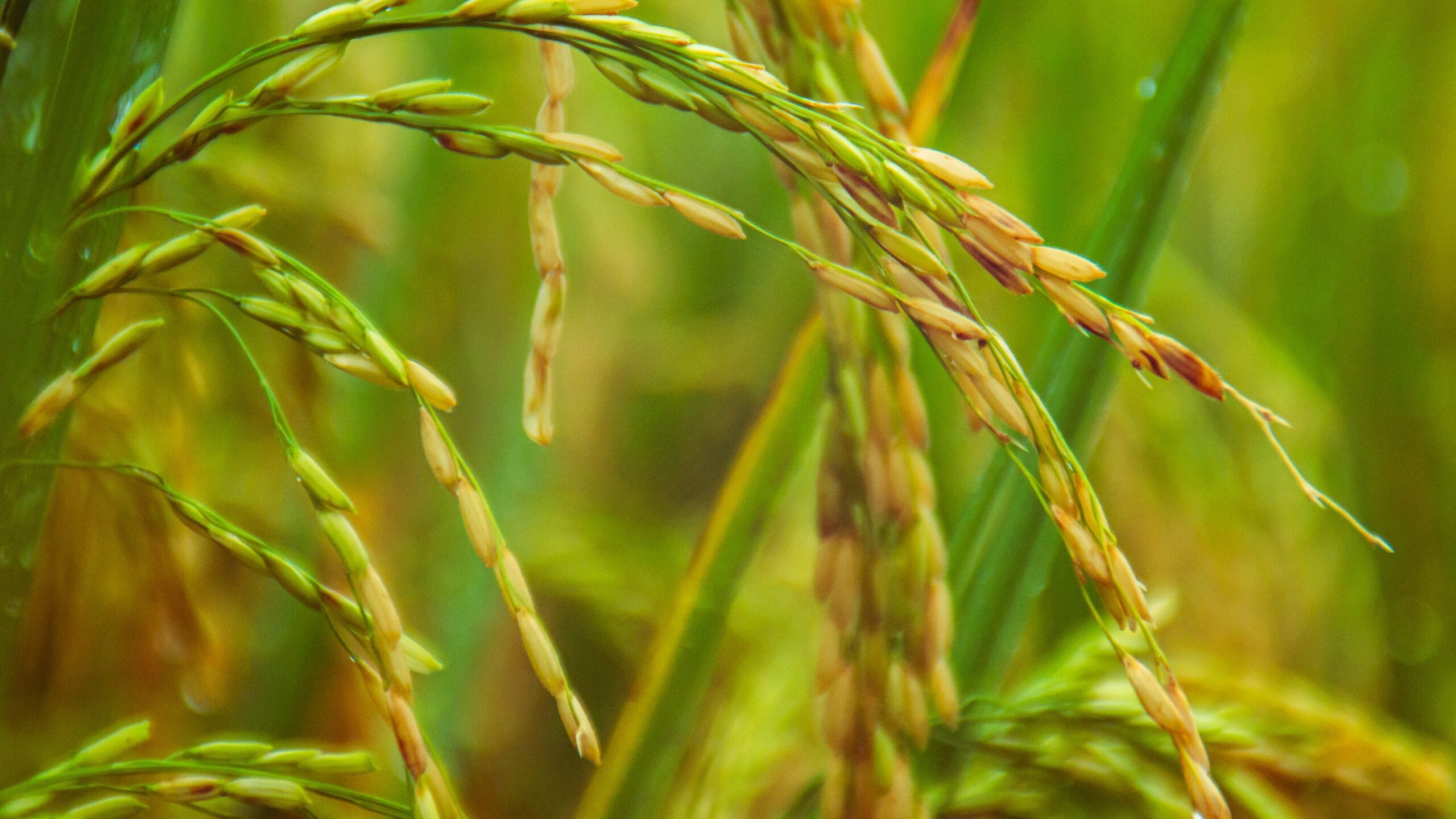 Palay procurement continues