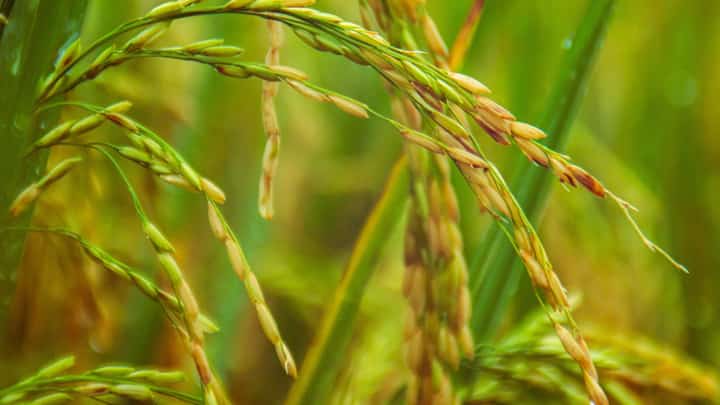 Palay